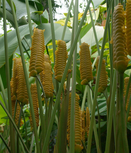 Calathea_crotalifera