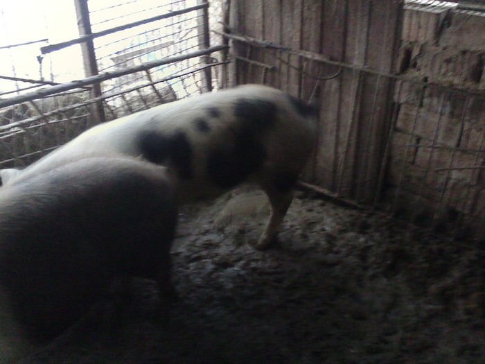 IMG0593A - PORCI