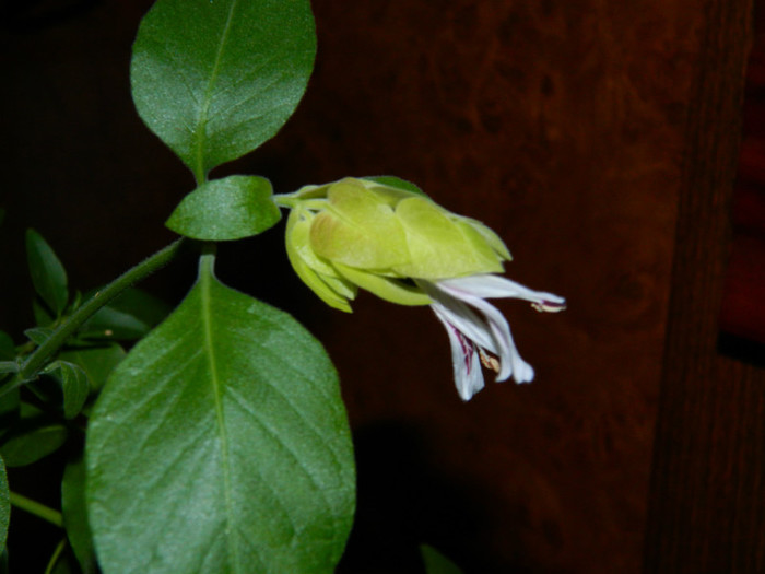 DSCN3240 - DECEMBRIE 2012