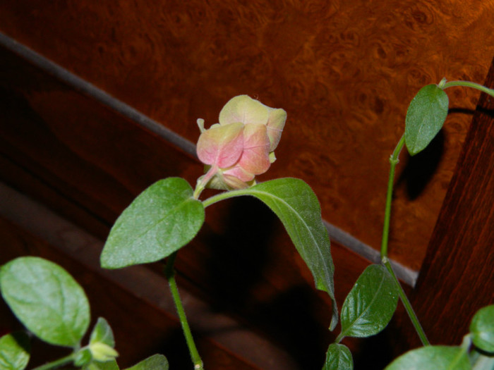 DSCN3241 - DECEMBRIE 2012