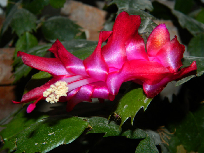 DSCN3242 - DECEMBRIE 2012