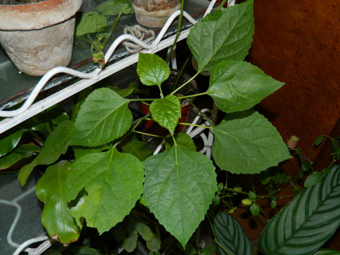 DSCN3248 - DECEMBRIE 2012