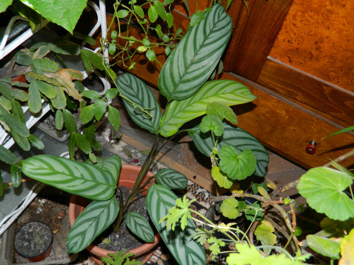 DSCN3249 - DECEMBRIE 2012