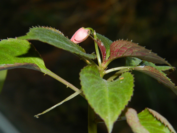 DSCN3257 - DECEMBRIE 2012