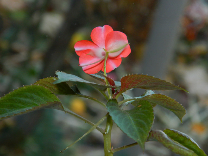 DSCN3279 - DECEMBRIE 2012