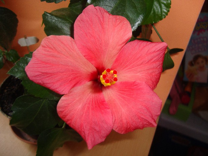  - hibiscusi