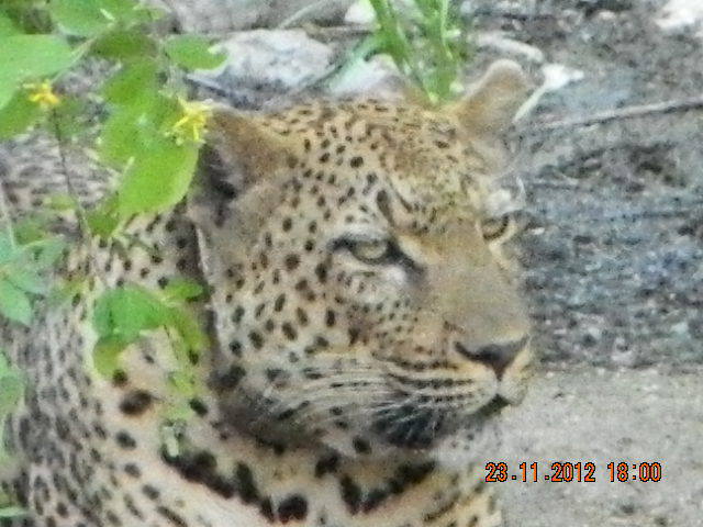 14TIGRU - 2012 AFRICA DE SUD SI ZAMBIA