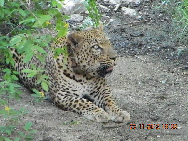 16TIGRU - 2012 AFRICA DE SUD SI ZAMBIA