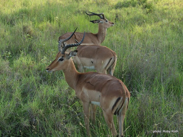 ANTILOPE893 - 2012 AFRICA DE SUD SI ZAMBIA