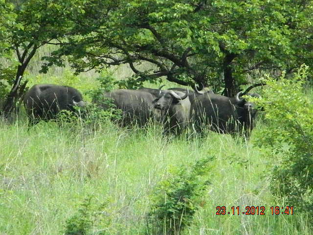 B1DSCN1473 - 2012 AFRICA DE SUD SI ZAMBIA