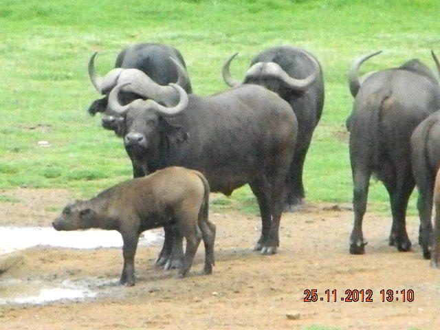 B1DSCN - 2012 AFRICA DE SUD SI ZAMBIA