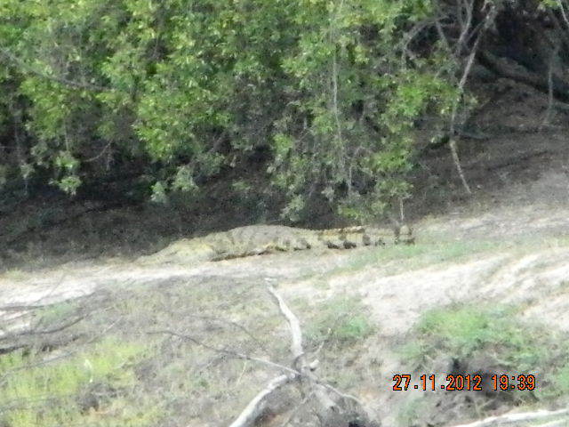 CROCODSCN2230 (1)