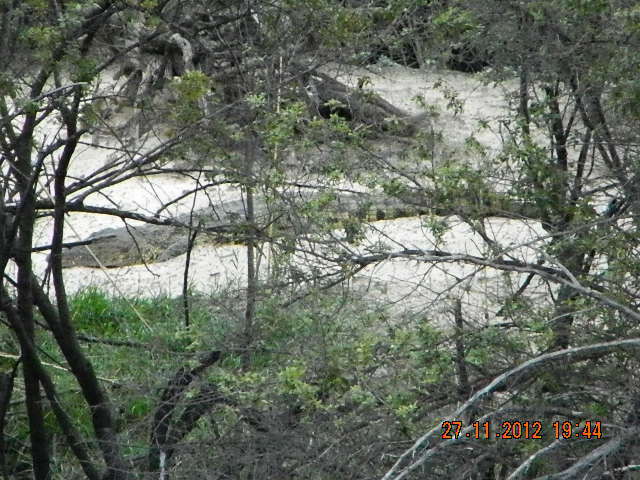 CROCODSCN2230 (2)