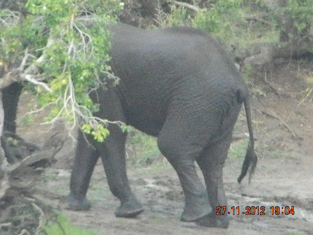 ELEFANTDSCN2172 (2)