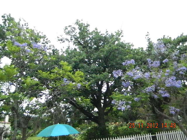 JACARANDADSCN1934