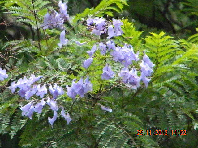 JACARANDADSCN1940