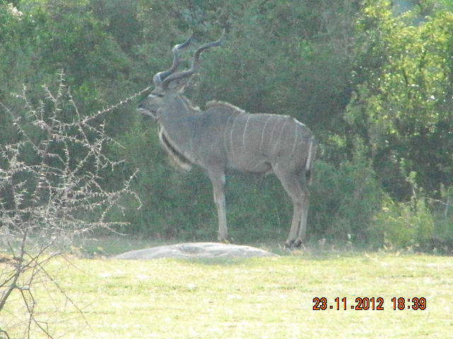 KUDU14