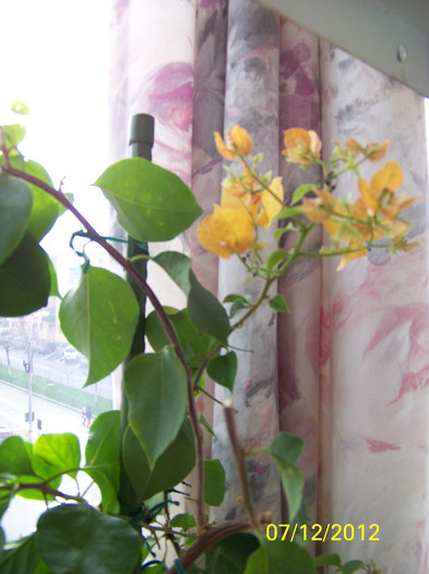 399_9625 - bouga galbena Golden Tango 2012