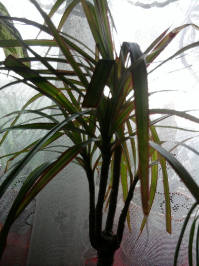 dracaena marginata - flori cumparate de la dianadia