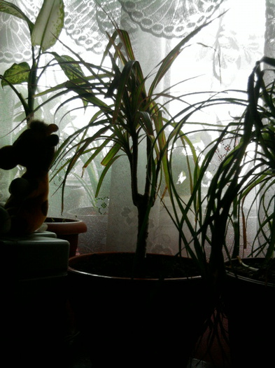 dracaena marginata - flori cumparate de la dianadia