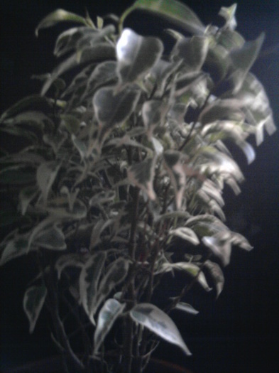 ficus pitic - flori cumparate de la dianadia