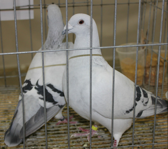 IMG_4956 - expo Salamanca 2012