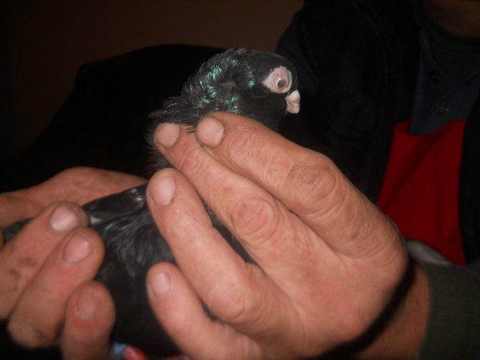 F COARBA 2012 de vanzare