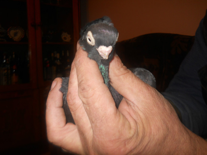 F COARBA BATRANA 2009