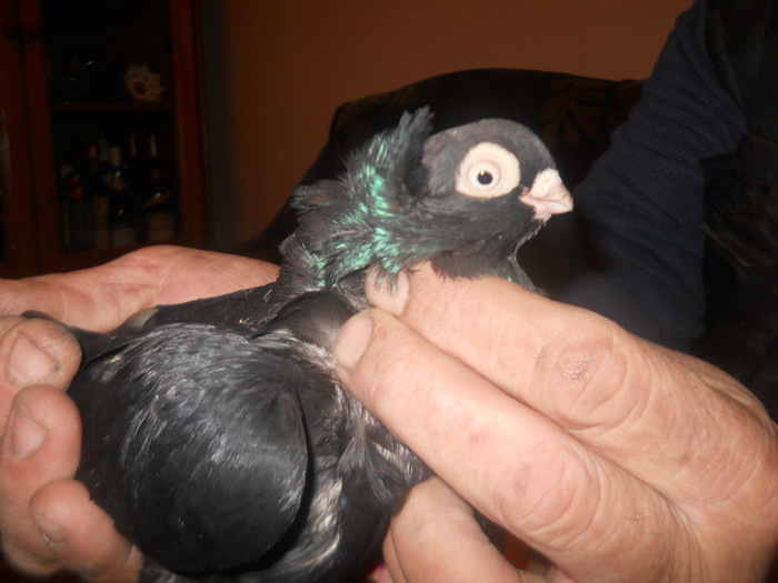 F COARBA BATRANA 2009