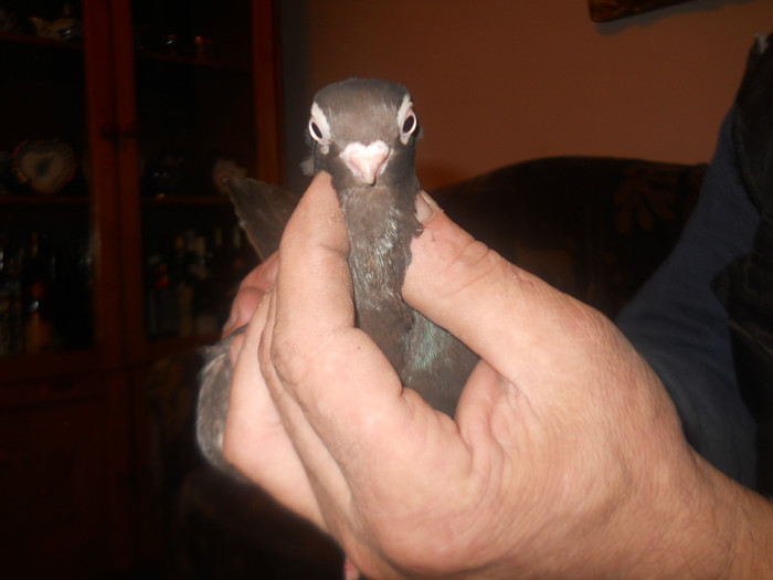 F CASTANIE 2012 de vanzare