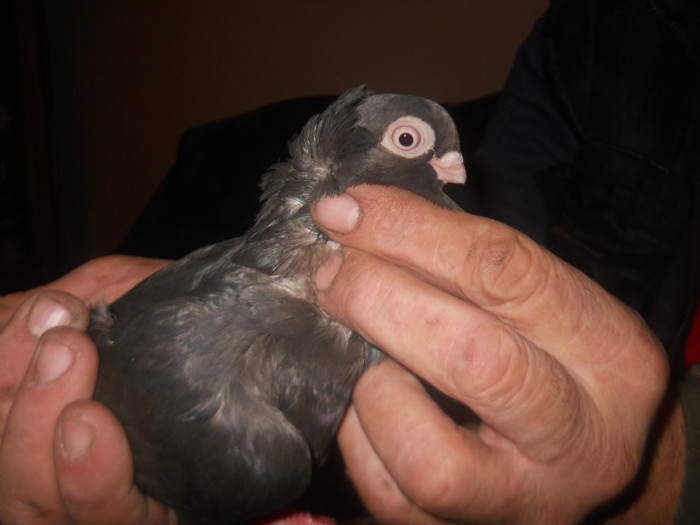 F CASTANIE  2012 de vanzare