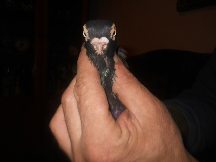 M CORB 2009 de vanzare