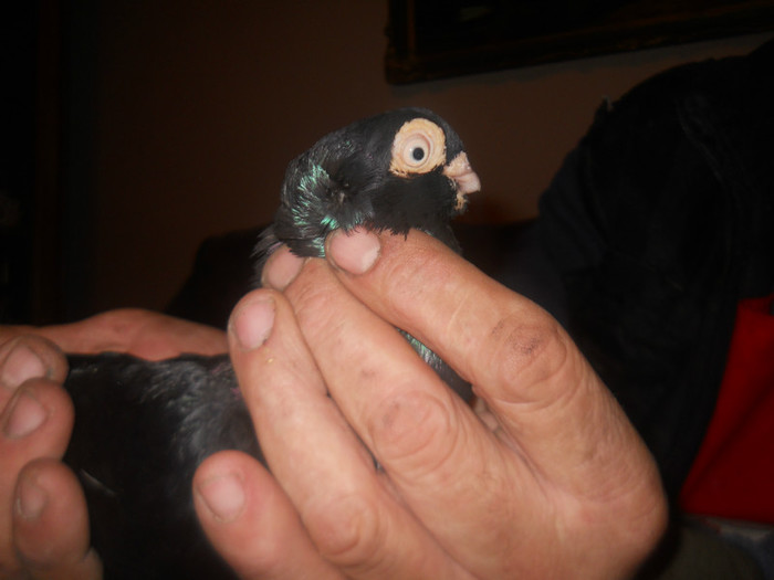 M CORB 2009 de vanzare