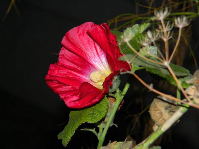 DSCN2513