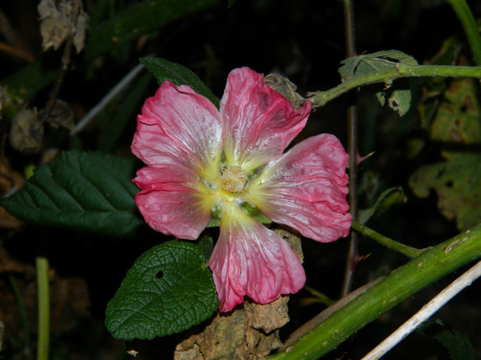 DSCN2519