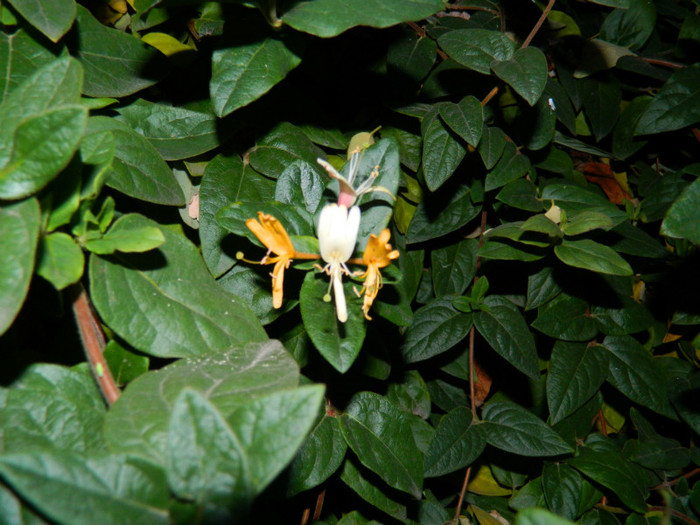 DSCN2525