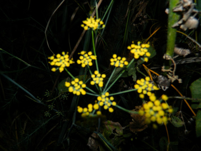DSCN2529