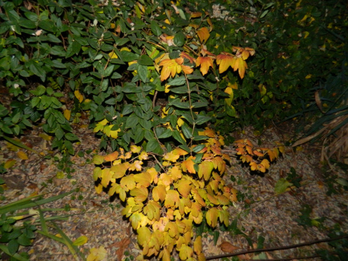 DSCN2532