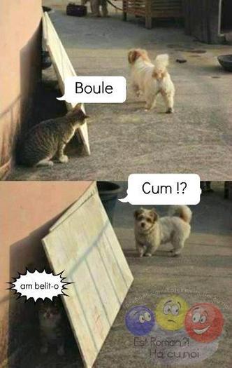 :))))))))))) - poze haioase