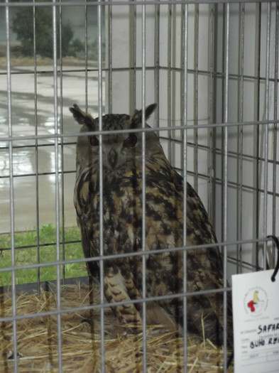 DSCF1807 - expo Talavera