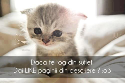 dati com va log - poze haioase