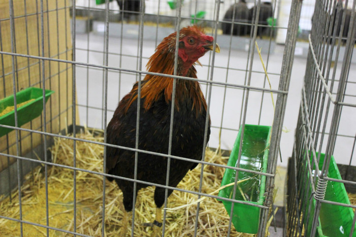 fata  de  criminal  ce  are - expo Talavera