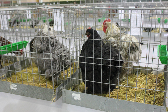 IMG_5029 - expo Talavera