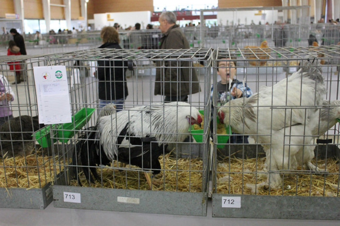 IMG_5224 - expo Talavera