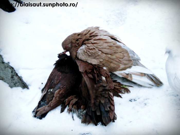 iarna - Porumbeii mei iarna 2012
