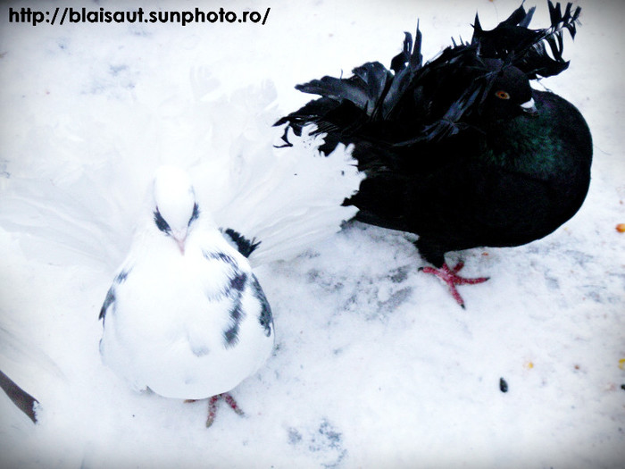 iarna - Porumbeii mei iarna 2012