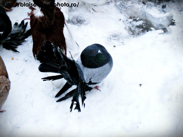 2012 - Porumbeii mei iarna 2012