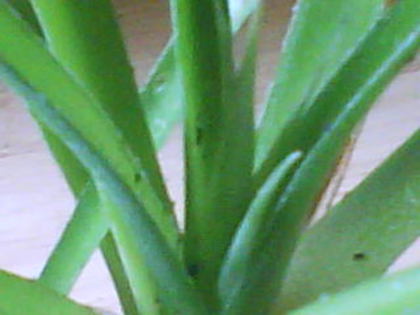 bilbergia pitica - Billbergia si bromelia