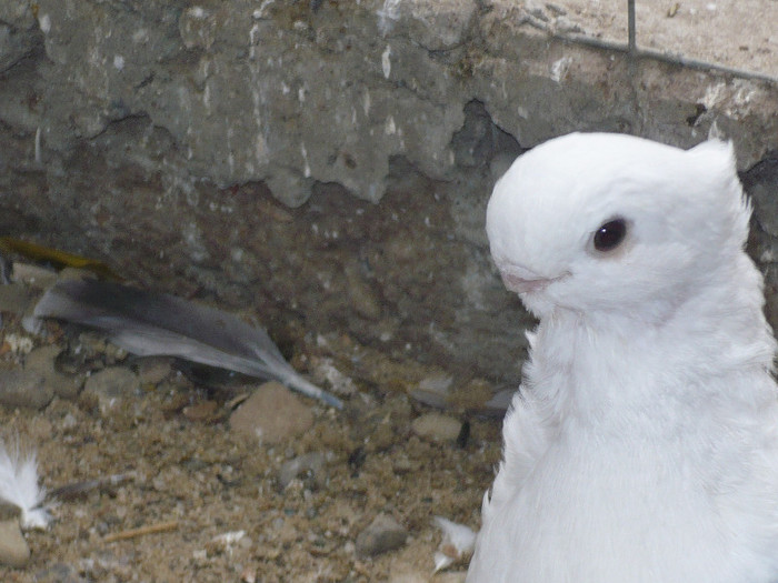 ceva deosebit - BLUETI-SATINETI 2012