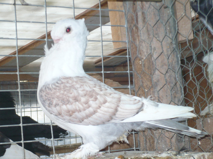 crang 2012 099 - BLUETI-SATINETI 2012